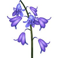 Bluebell-meaning-in-urdu-hindi-english