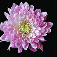 Chrysanthemum-meaning-in-urdu-hindi-english-with-pictures