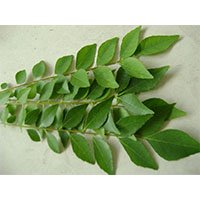 Curry Leaf-meaning-in-urdu-hindi-کریپتہ