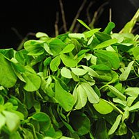 Fenugreek Leaves-meaning-in-urdu-methi in urdu-میتھی