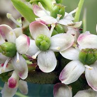 holy-meaning-in-urdu-hindi-flower