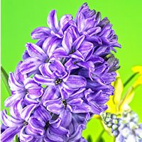 Hyacinth-meaning-in-urdu-hindi-english-flower