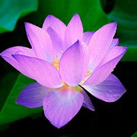 Lotus-meaning-in-urdu-hindi-flower-kanwal