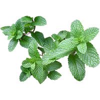 mint-meaning-in-urdu-hindi-podeena-پودینہ