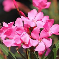 Oleander meaning in urdu hindi