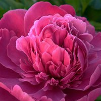 Peony-flower-in-urdu-hindi-meaning