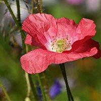 Poppy-flower-meaning-in-urdu-hindi