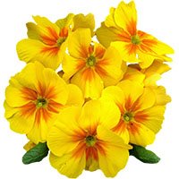 Primrose-meaning-in-urdu-hindi