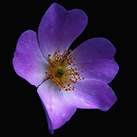 Violet-flower-meaning-in-urdu-hindi-with-pictures