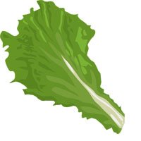 lettuce-meaning-in-urdu-hindi-salad-ke-patay-سلاد کے پتے