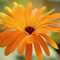 marigold meaning in urdu hindi