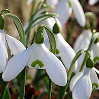 snowdrop-meaning-in-english-urdu-hindi