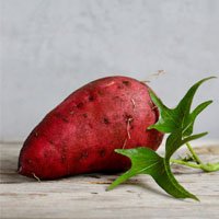 yam meaing in urdu and hindi