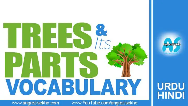 Name-of-Tree-Parts-in-Urdu-and-Hindi