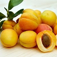 Apricot