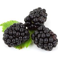 Blackberries in urdu