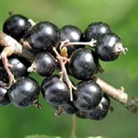 Blackcurrant in urdu and hindi