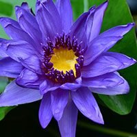 Blue Water Lily-flower-name-in-urdu-hindi-english