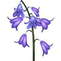 Bluebell-meaning-in-urdu-hindi-english