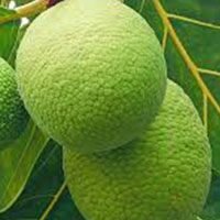 Breadfruit-meaning-in-urdu-hindi