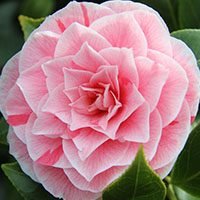 Camellia-mearning-english-flower-in-urdu-hindi