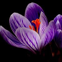 Crocus-meaning-in-urdu-hindi-english