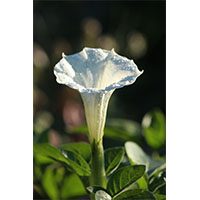 Datura-meaning-flower-in-urdu-hindi