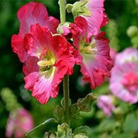 Hollyhock-meaning-in-urdu-hindi