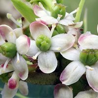 holy-meaning-in-urdu-hindi-flower