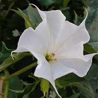 Ivy-flower-white-meaning-in-urdu-hindi-english-with-picture