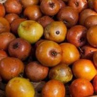 Jujube-Fruit-name-in-urdu