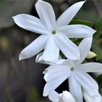 Night-blooming-jasmine-meaning-in-urdu-hindi-rat-ki-rani