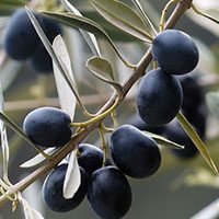 Olives-meaning-in-urdu-hindi