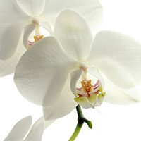 Orchid-flower-name-in-urdu-hindi-meaning