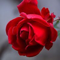 Rose meaning in urdu hindi