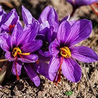 Saffron-flower-with-picture-in-urdu-hindi-meaning