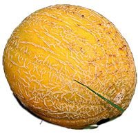 cantaloupe