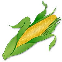 corn-meaning-in-urdu-hindi-makai-مکی