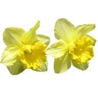 daffodil-meaning-in-urdu-hindi