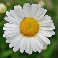 daisy-meaning-in-urdu-hindi-with-images