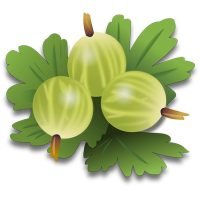 gooseberries-in-urud