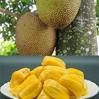 jack fruit-meaning-in-Urdu-Hindi-English