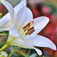 lily-meaning-in-urdu-hindi-with-images