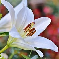 lily-meaning-in-urdu-hindi-with-images