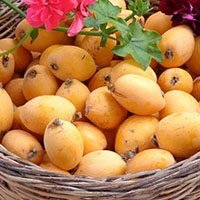 loquat-meaning-in-urdu-hindi