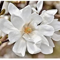 magnolia-flower-meaning-in-urdu-hindi-with-images