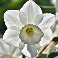 narcissus-nargis-flower-meaning-english-urdu-hindi